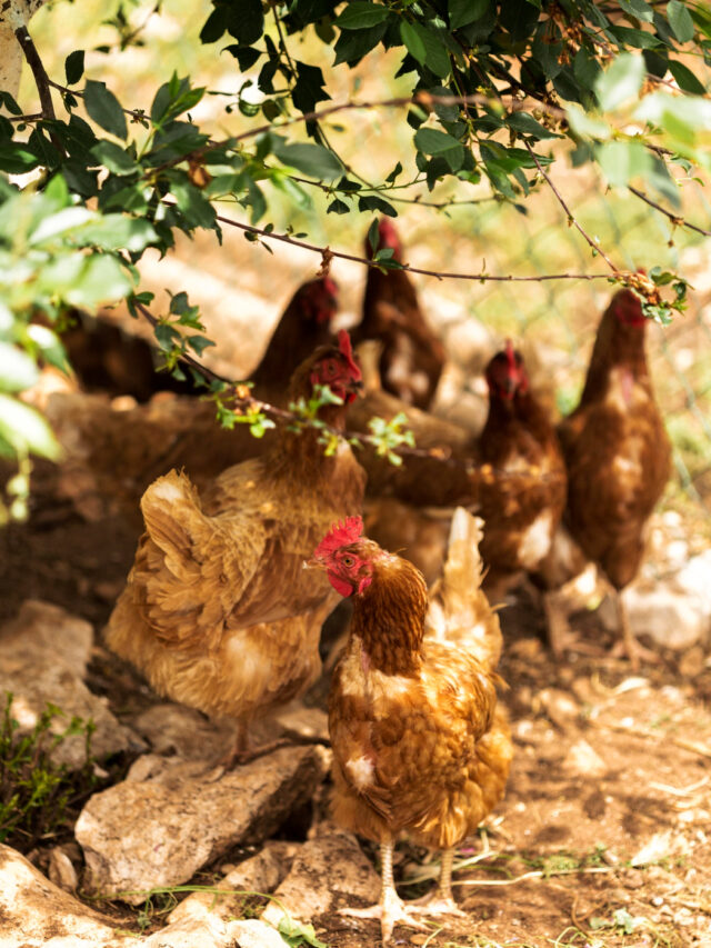 Bihar Poultry Farm Yojana 2024